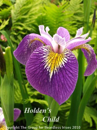 Holdens Child (1)